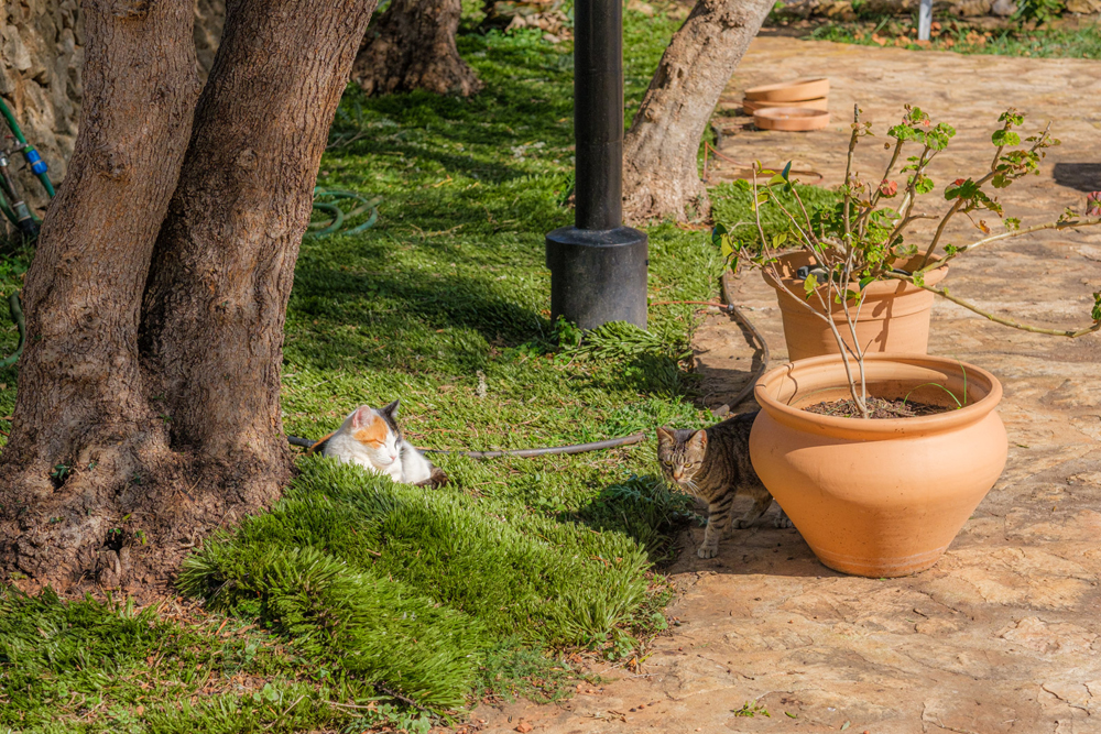 Cats under an olive tree with a terracotta pot on the finca grounds